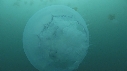 MEDUSE MOON, MEDUSE SEA NETTLE
