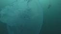 MEDUSE MOON, MEDUSE SEA NETTLE