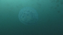 MEDUSE MOON