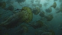 MEDUSE SEA NETTLE