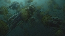 MEDUSE SEA NETTLE