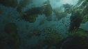 MEDUSE SEA NETTLE