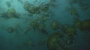 MEDUSE SEA NETTLE
