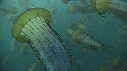 MEDUSE SEA NETTLE