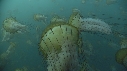 MEDUSE SEA NETTLE