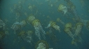 MEDUSE SEA NETTLE