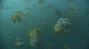 MEDUSE SEA NETTLE