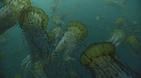 MEDUSE SEA NETTLE