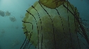 MEDUSE SEA NETTLE