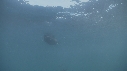 LOUTRE