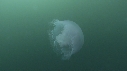 MEDUSE MOON