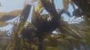 LOUTRE, MEDUSE