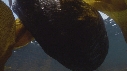 LOUTRE
