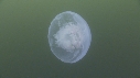 MEDUSE MOON
