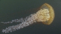 MEDUSES SEA NETTLE