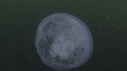 MEDUSE MOON