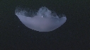 MEDUSE MOON