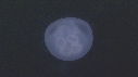 MEDUSE MOON