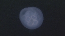 MEDUSE MOON