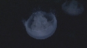 MEDUSE MOON