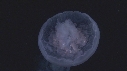 MEDUSE MOON