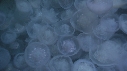 MEDUSE MOON