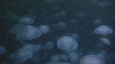 MEDUSE MOON