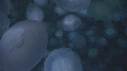 MEDUSE MOON