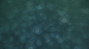 MEDUSE MOON
