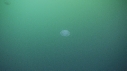 MEDUSE MOON