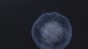 MEDUSE MOON