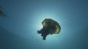 MEDUSES SEA NETTLE