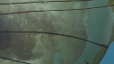 MEDUSES SEA NETTLE