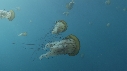 MEDUSES SEA NETTLE