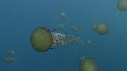 MEDUSES SEA NETTLE