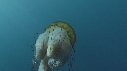 MEDUSES SEA NETTLE