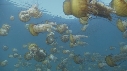 MEDUSES SEA NETTLE