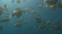 MEDUSES SEA NETTLE