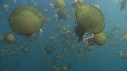MEDUSES SEA NETTLE