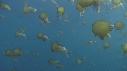 MEDUSES SEA NETTLE