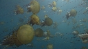 MEDUSES SEA NETTLE