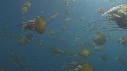 MEDUSES SEA NETTLE
