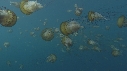MEDUSES SEA NETTLE