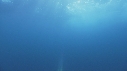 DAUPHINS PACIFIC