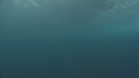 OTARIES