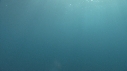 DAUPHINS PACIFIC