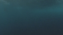 DAUPHINS PACIFIC