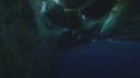 ICEBERG