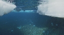 EMPEREURS, ICEBERG