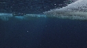 EMPEREURS, ICEBERG